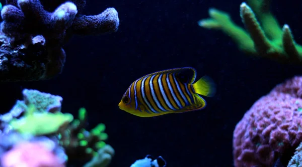 Regal Angelfish Resif Akvaryum Tankı — Stok fotoğraf