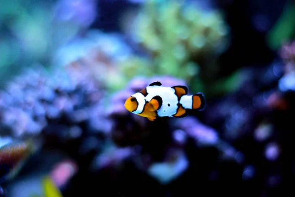 Picasso Clownfish Espécies Raras — Fotografia de Stock