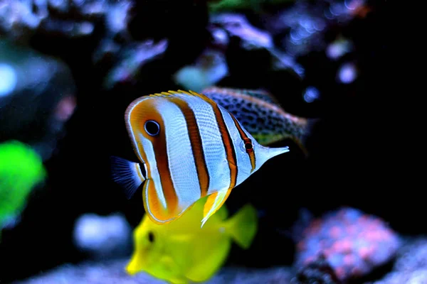 Picasso Clownfish Espécies Raras — Fotografia de Stock