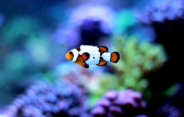 Picasso Clownfish Rzadkich Gatunków — Zdjęcie stockowe