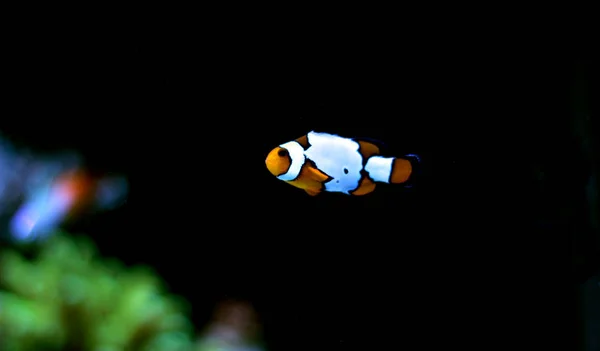 Picasso Clownfish Rare Species — Stock Photo, Image