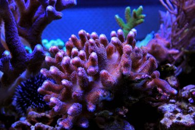 Renkli sps mercan resif akvaryum tankı