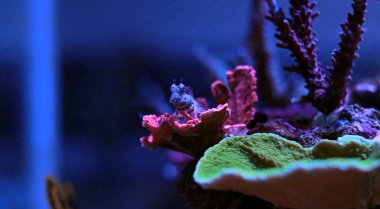 Yosun blenny Balık Akvaryum tankı