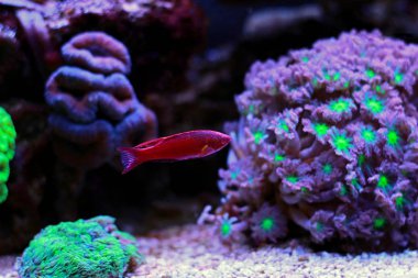 Filamented Flasher Wrasse (Paracheilinus Filamentosus)