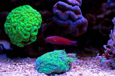 Filamented Flasher Wrasse (Paracheilinus Filamentosus)