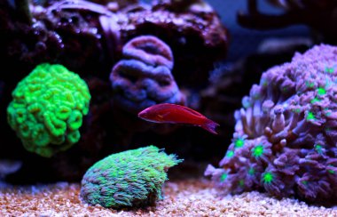 Filamented Flasher Wrasse (Paracheilinus Filamentosus)