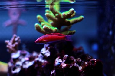 Filamented Flasher Wrasse (Paracheilinus Filamentosus)