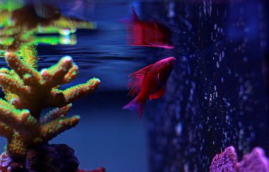 Filamented Flasher Wrasse (Paracheilinus Filamentosus)