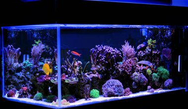 Coral reef aquarium tank clipart