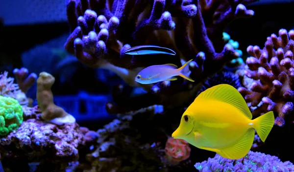 Yellow Tang Swim Other Fishes Aquarium — Stock Photo, Image