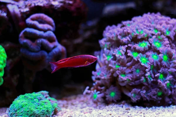 Filamented Flasher Wrasse Paracheilinus Filamentosus — Stok fotoğraf