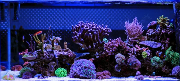 Coral Reef Akvarium Tank — Stockfoto