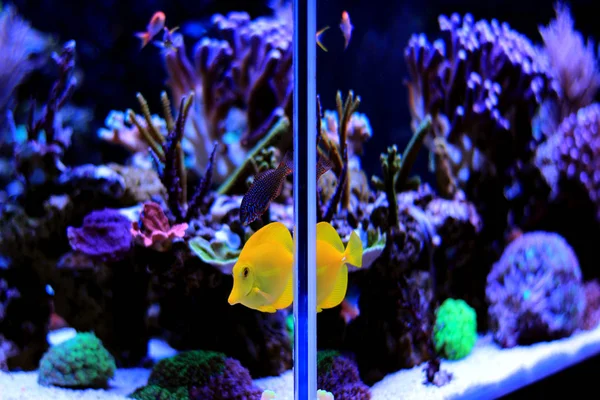 Coral reef aquarium tank