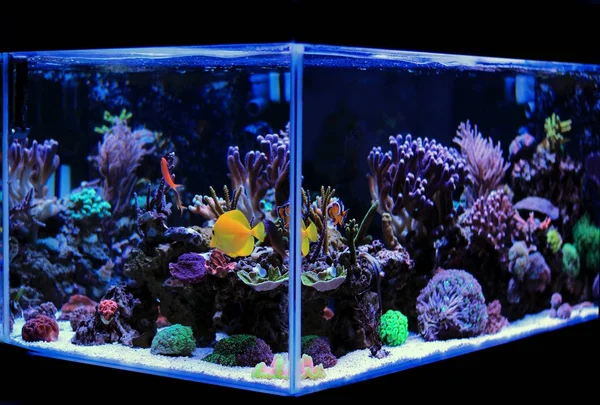 Coral reef aquarium tank