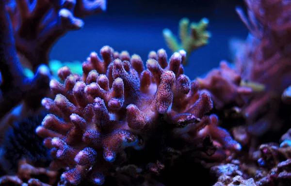 Arrecife Coral Peces Acuario —  Fotos de Stock