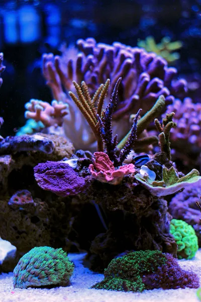 Coral reef aquarium tank