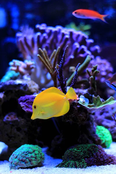 Tang Amarelo Nadar Com Outros Peixes Aquário — Fotografia de Stock