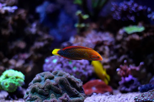 Röda Coris Wrasse Coris Gaimard — Stockfoto