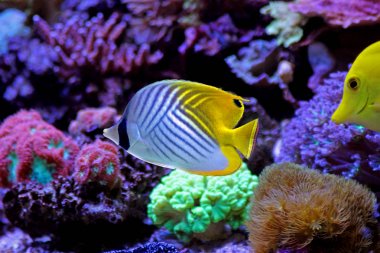 Arabacı Butterflyfish (Chaetodon arabacı)