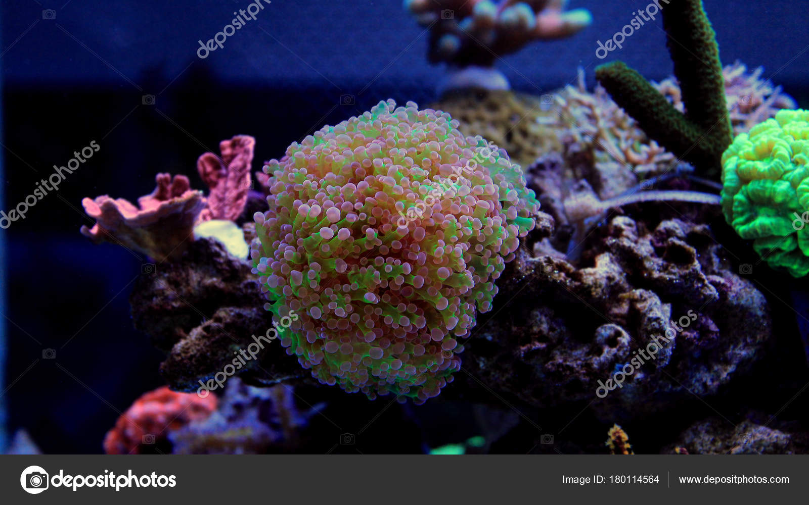 Saltwater Fish Tank In Wall Euphyllia Colorfull Lps Coral Saltwater Aquarium Stock Photo C Vojce 180114564,Sausage Gravy Pizza