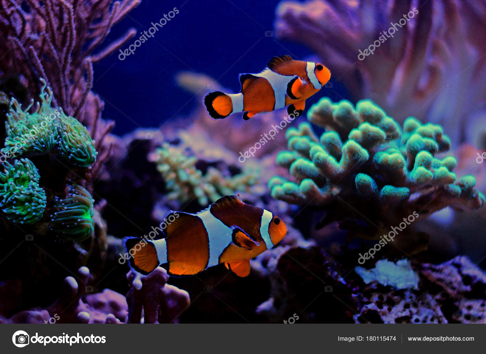 cheap saltwater fish