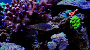 Leopar wrasse resif tank