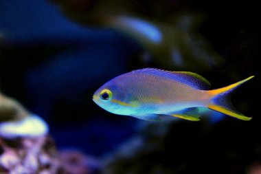 Anthias saltwater akvaryum balık