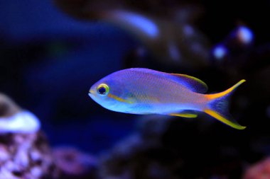 Mercan resif akvaryum balık