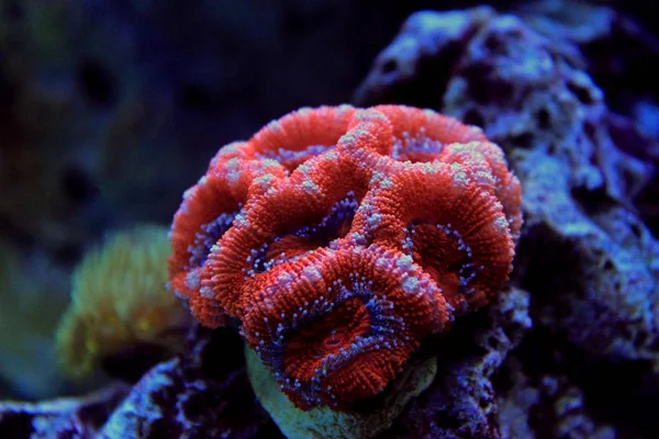 Коралові Рифи Акваріумні Риби — стокове фото