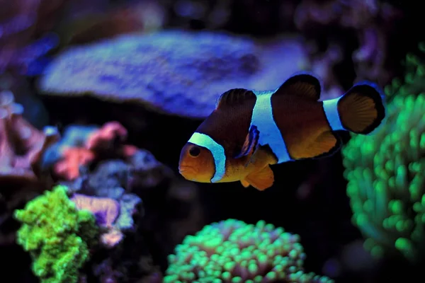 Clownfish Pesce Acqua Salata Più Popolare Acquari — Foto Stock