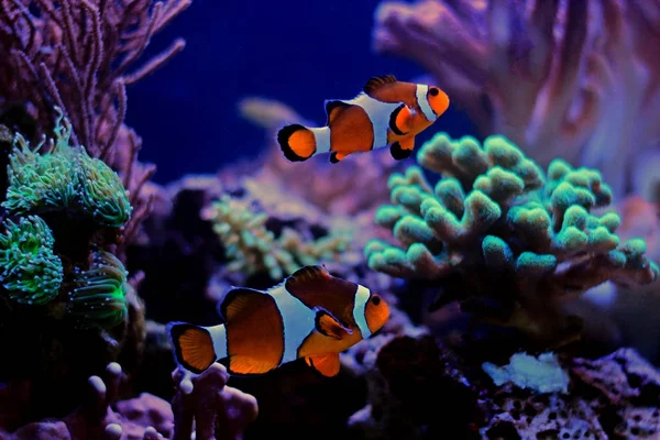 Clownfish Most Popular Saltwater Fish Aquariums — Stock Photo, Image