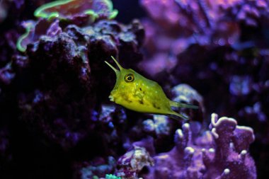 Mavi deniz yıldız - (Linckia laevigata)