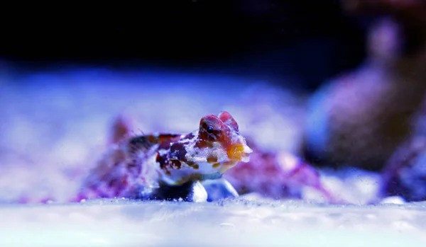 Kırmızı Scooter Dragonet Synchiropus Stellatus — Stok fotoğraf