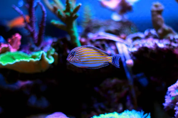 小丑汤 Acanthurus Lineatus — 图库照片