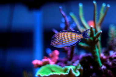 Palyaço tang - Acanthurus Lineatus