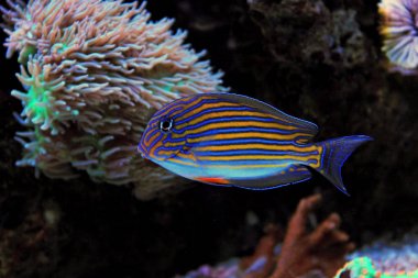 Palyaço tang - Acanthurus Lineatus