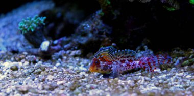 Red Scooter Dragonet (Synchiropus stellatus) clipart