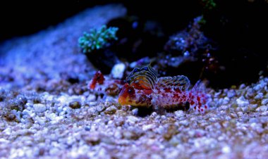 Kırmızı Scooter Dragonet (Synchiropus stellatus)