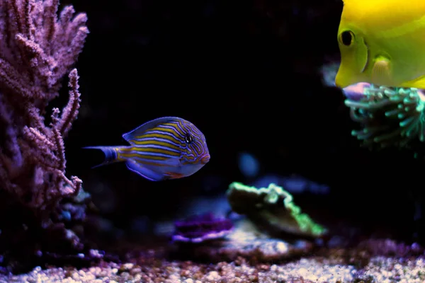 小丑汤 Acanthurus Lineatus — 图库照片