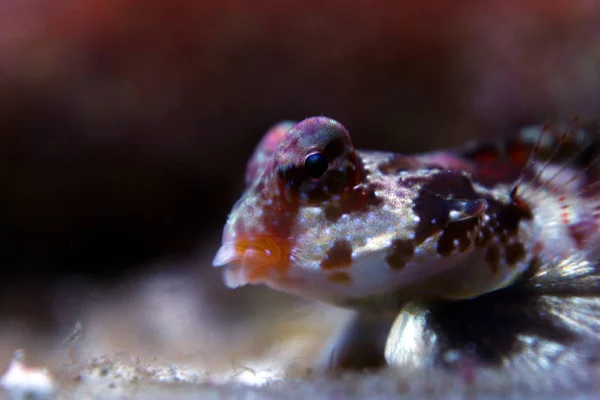 Kırmızı Scooter Dragonet Synchiropus Stellatus — Stok fotoğraf