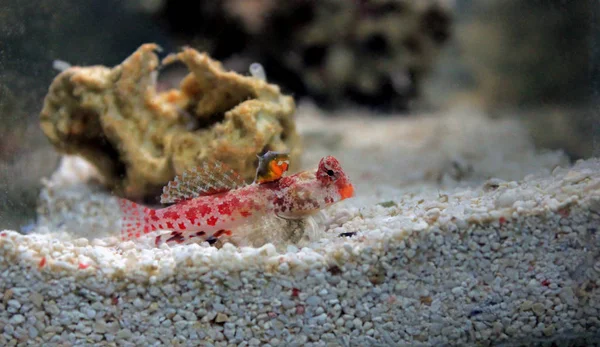 Dragonet Scooter Vermelho Synchiropus Stellatus — Fotografia de Stock