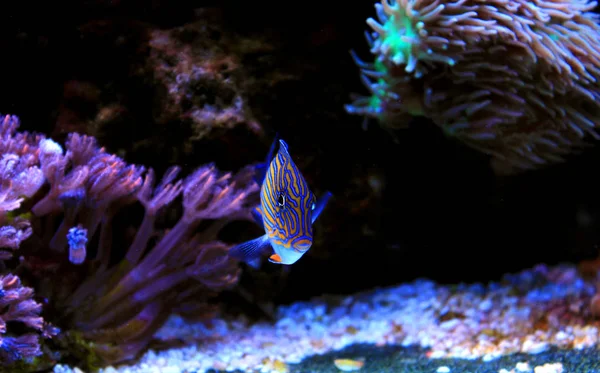 Clown Tang Acanthurus Lineatus — Stock Photo, Image