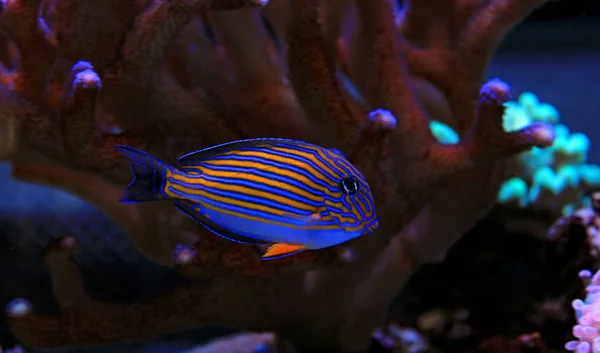 Palyaço Tang Acanthurus Lineatus — Stok fotoğraf