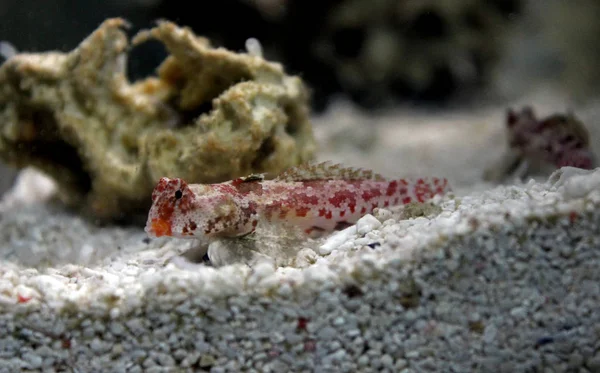 Red Scooter Dragonet Synchiropus Stellatus — Stock Photo, Image