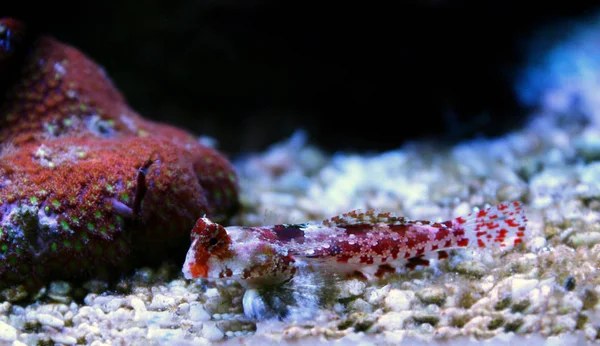 Dragonet Scooter Vermelho Synchiropus Stellatus — Fotografia de Stock