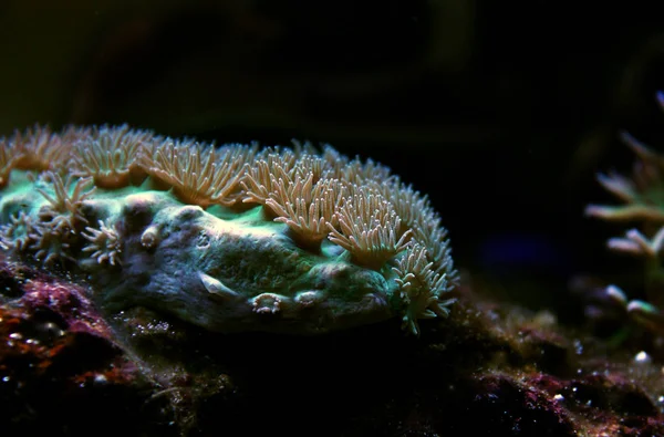 水族館のカップサンゴ — ストック写真