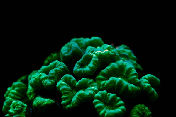 Caulastrea Curvata Lps Coral — Stock Photo, Image