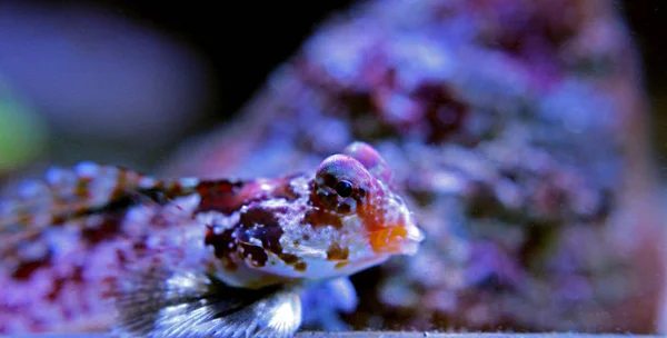 스쿠터 Dragonet Synchiropus Stellatus — 스톡 사진