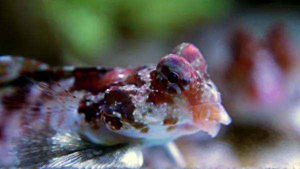 Kırmızı Scooter Dragonet Synchiropus Stellatus — Stok fotoğraf