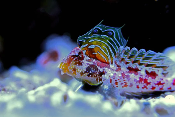 Scooter Rosso Dragonet Synchiropus Stellatus — Foto Stock